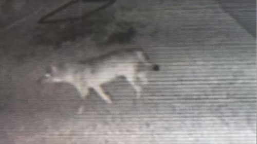 A coyote killed a family’s cat in Meyerland.