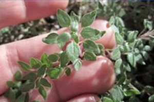 Deer Lake Lodge & Spa Hosts Guide to Wild Edible Plants Workshop