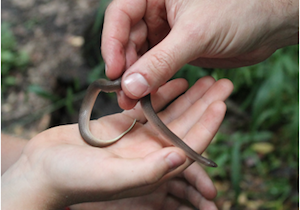 Houston Snake ID Workshop