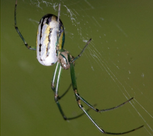 Park After Dark: Spiders in the Park