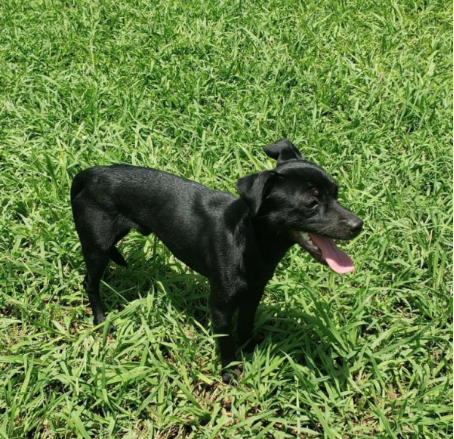 Black lab sale and chihuahua mix