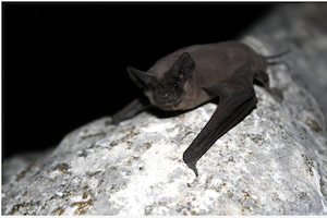 Bats, Beers, and Bingo