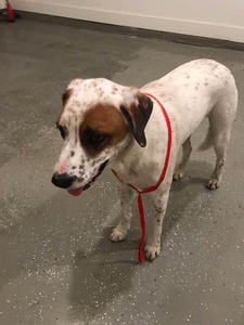 found dog richmond