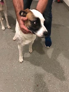 found dog richmond 2