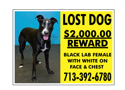 lost dog oreo