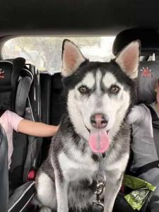 found husky