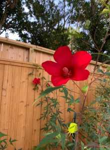 fence with flower