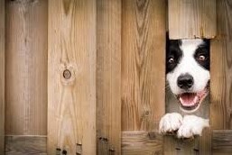 Dog days fence